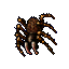 Tarantulas